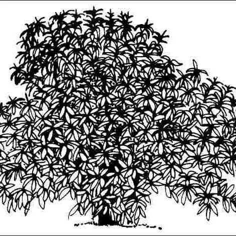 thumbnail for publication: Eriobotrya japonica 'Coppertone': 'Coppertone' Loquat